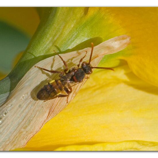 Nomada signata: Tier im Habitat Park in der NatureSpots App