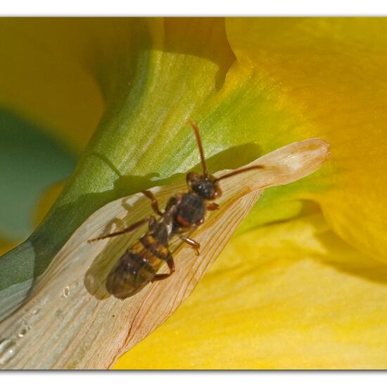 Nomada signata: Tier im Habitat Park in der NatureSpots App