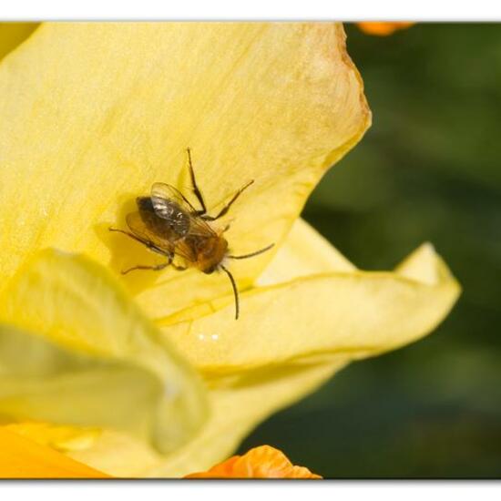 Andrena nitida: Tier im Habitat Park in der NatureSpots App