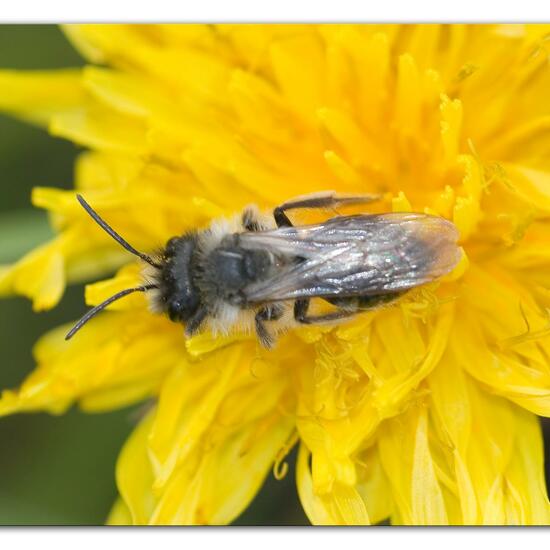 Weiden-Sandbiene: Tier im Habitat Landwirtschaftliche Wiese in der NatureSpots App