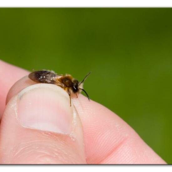 Andrena nitida: Tier im Habitat Park in der NatureSpots App