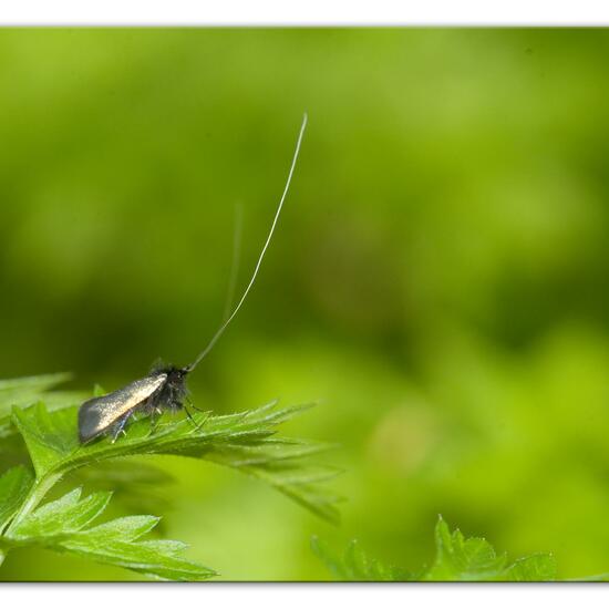 Adela reaumurella: Tier im Habitat Hinterhof in der NatureSpots App