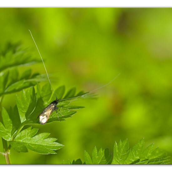 Adela reaumurella: Tier im Habitat Hinterhof in der NatureSpots App