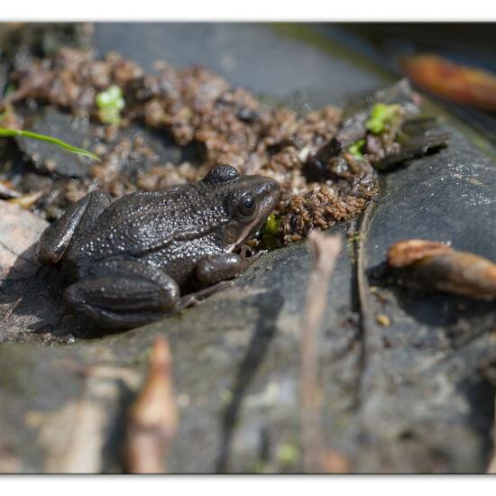 Seefrosch: Tier im Habitat Hinterhof in der NatureSpots App