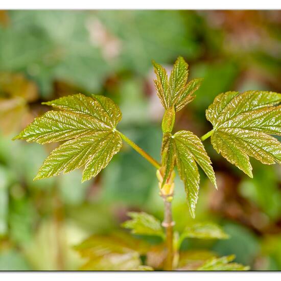 Bergahorn: Pflanze im Habitat Park in der NatureSpots App