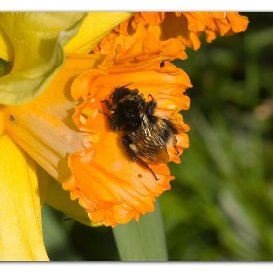 Dunkle Erdhummel: Tier in der Natur in der NatureSpots App