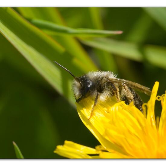 Weiden-Sandbiene: Tier im Habitat Landwirtschaftliche Wiese in der NatureSpots App