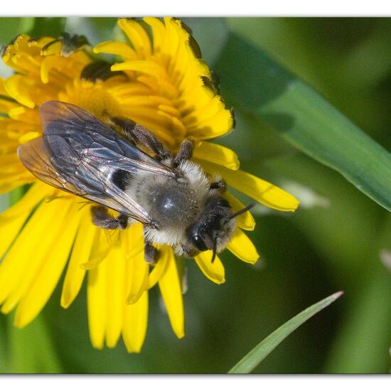 Weiden-Sandbiene: Tier im Habitat Landwirtschaftliche Wiese in der NatureSpots App