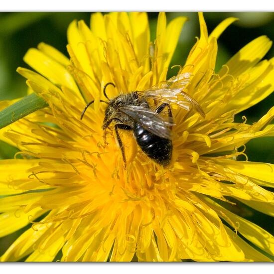 Weiden-Sandbiene: Tier im Habitat Landwirtschaftliche Wiese in der NatureSpots App