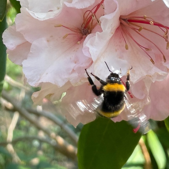 Dunkle Erdhummel: Tier im Habitat Park in der NatureSpots App