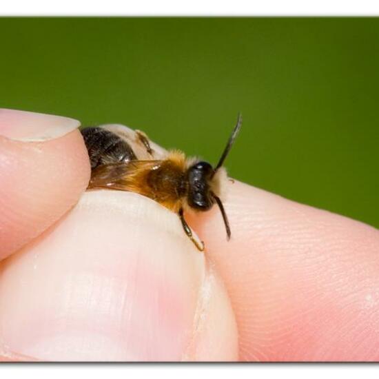 Andrena nitida: Tier im Habitat Park in der NatureSpots App