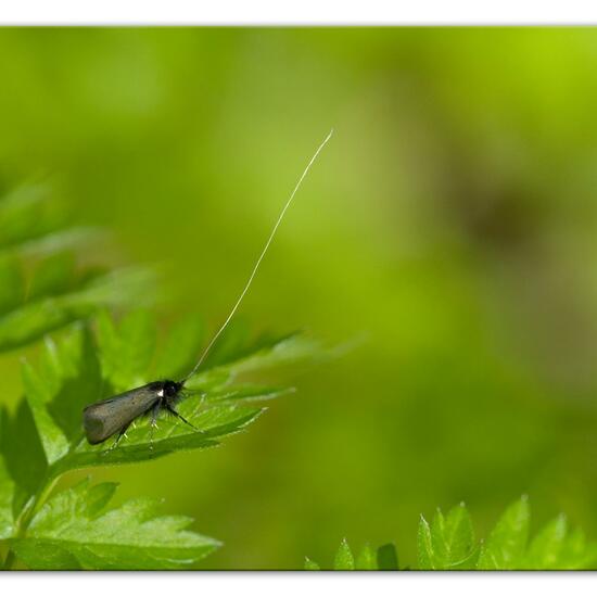 Adela reaumurella: Tier im Habitat Hinterhof in der NatureSpots App