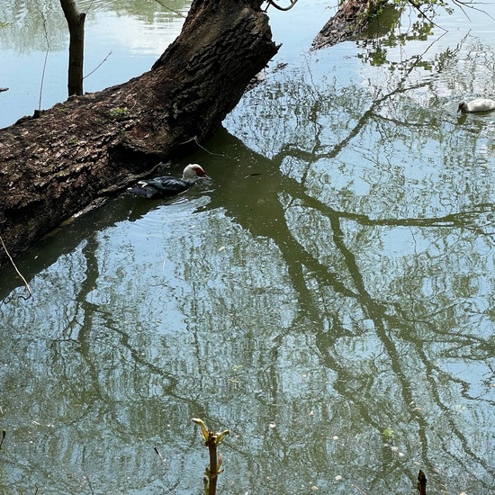 Schwimmenten: Tier im Habitat Park in der NatureSpots App