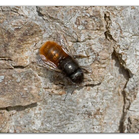 Gehörnte Mauerbiene: Tier im Habitat Park in der NatureSpots App