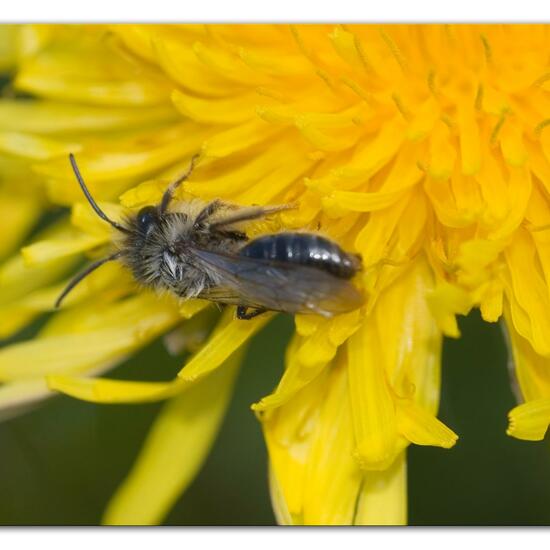 Weiden-Sandbiene: Tier im Habitat Landwirtschaftliche Wiese in der NatureSpots App