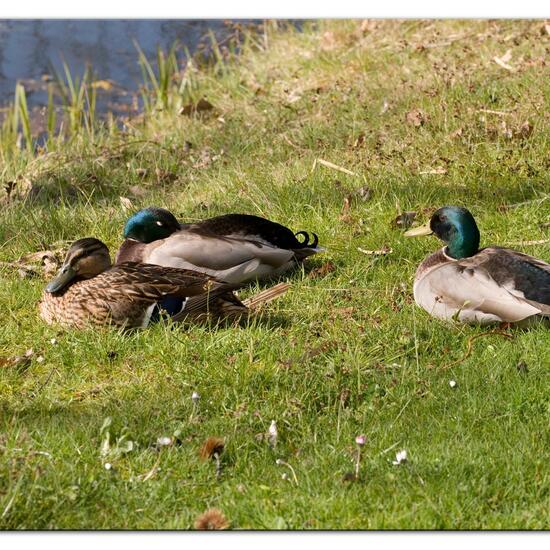 Stockente: Tier im Habitat Park in der NatureSpots App