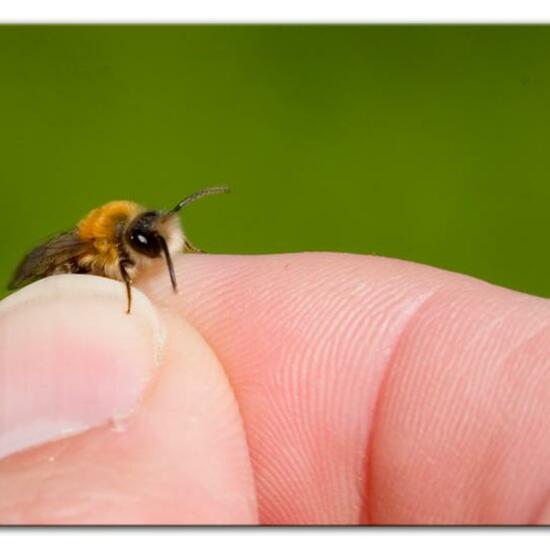 Andrena nitida: Tier im Habitat Park in der NatureSpots App