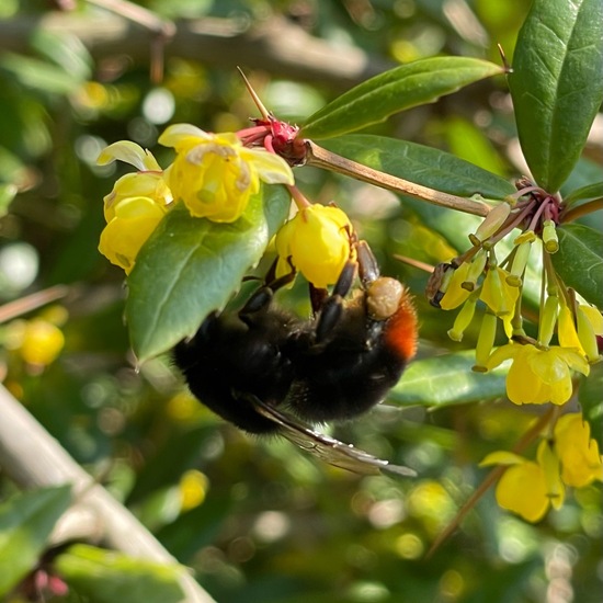 Dunkle Erdhummel: Tier im Habitat Park in der NatureSpots App