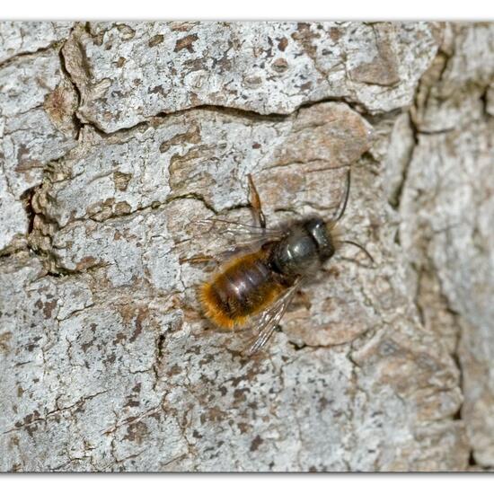 Gehörnte Mauerbiene: Tier im Habitat Park in der NatureSpots App