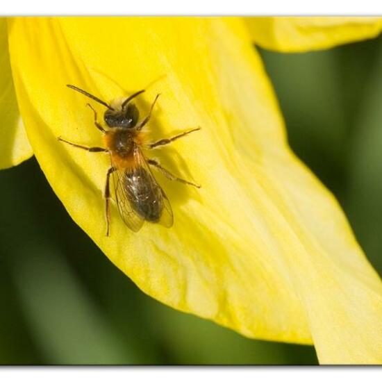 Andrena nitida: Tier im Habitat Park in der NatureSpots App