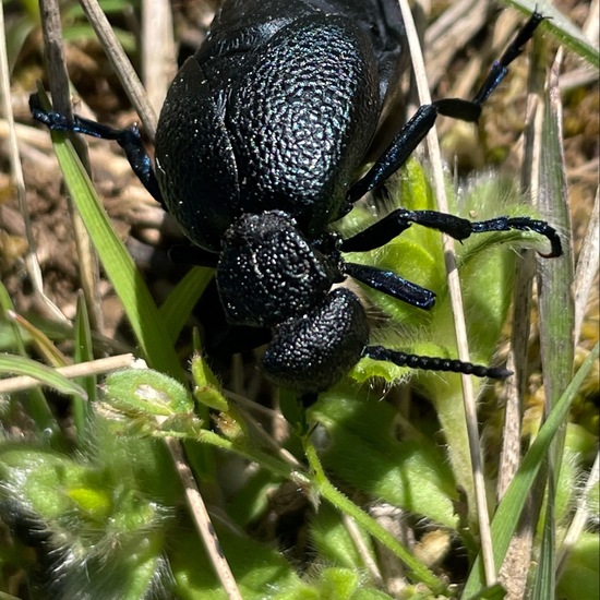 Violetter Ölkäfer: Tier im Habitat Ackerrandstreifen in der NatureSpots App