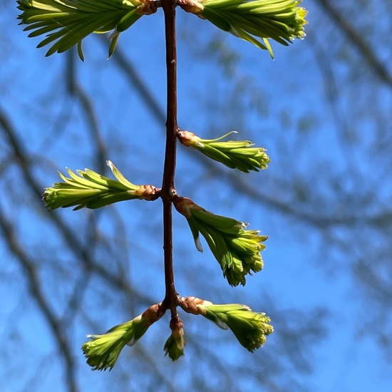 Urweltmammutbaum: Pflanze im Habitat Park in der NatureSpots App