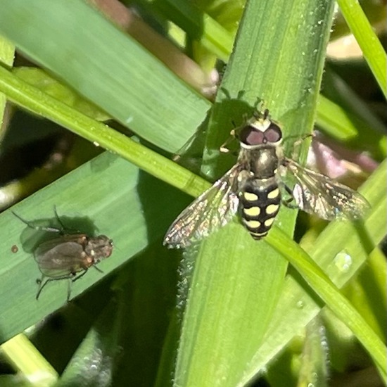 Eupeodes corollae: Tier im Habitat Ackerrandstreifen in der NatureSpots App