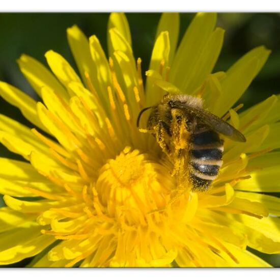 Gemeine Sandbiene: Tier im Habitat Landwirtschaftliche Wiese in der NatureSpots App