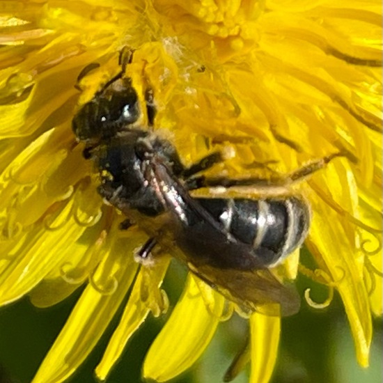 Lasioglossum malachurum: Tier im Habitat Ackerrandstreifen in der NatureSpots App