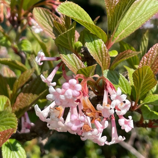 Viburnum farreri: Pflanze im Habitat Park in der NatureSpots App