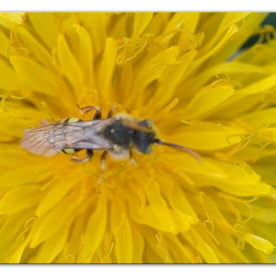 Eine unbekannte Art: Tier im Habitat Landwirtschaftliche Wiese in der NatureSpots App