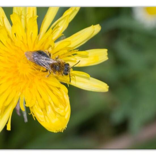 Rotschopfige Sandbiene: Tier im Habitat Landwirtschaftliche Wiese in der NatureSpots App