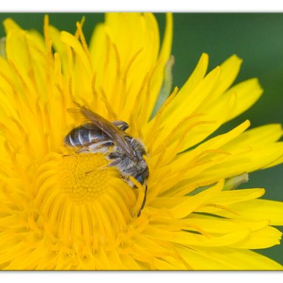 Andrena ventralis: Tier im Habitat Landwirtschaftliche Wiese in der NatureSpots App