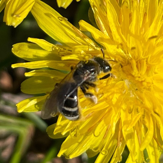 Lasioglossum malachurum: Tier im Habitat Ackerrandstreifen in der NatureSpots App