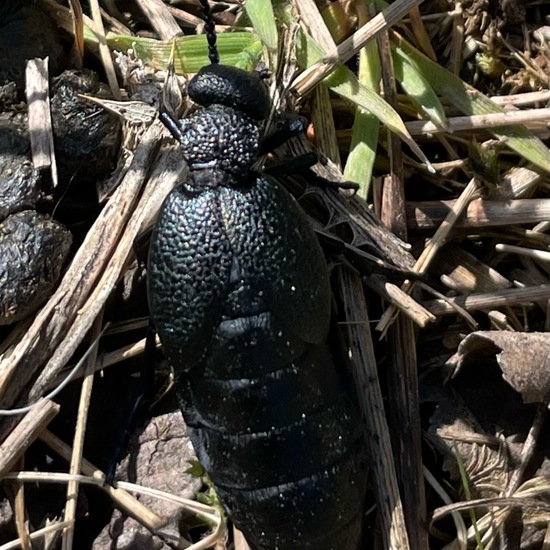 Violetter Ölkäfer: Tier im Habitat Ackerrandstreifen in der NatureSpots App