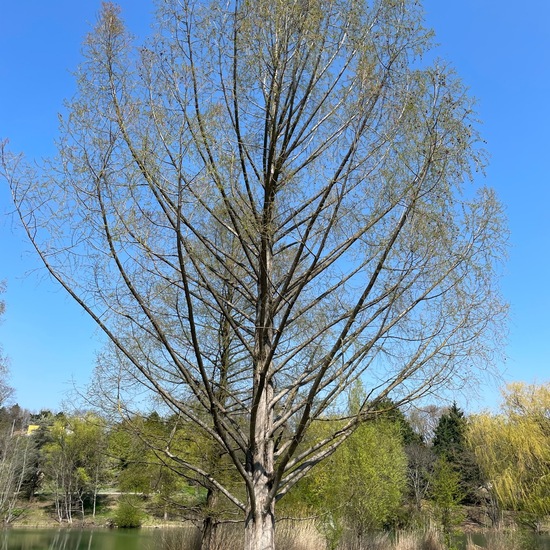 Urweltmammutbaum: Pflanze im Habitat Park in der NatureSpots App