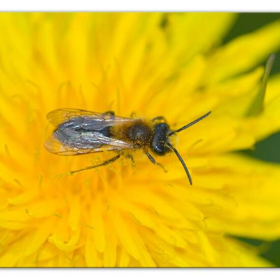 Rotschopfige Sandbiene: Tier im Habitat Landwirtschaftliche Wiese in der NatureSpots App