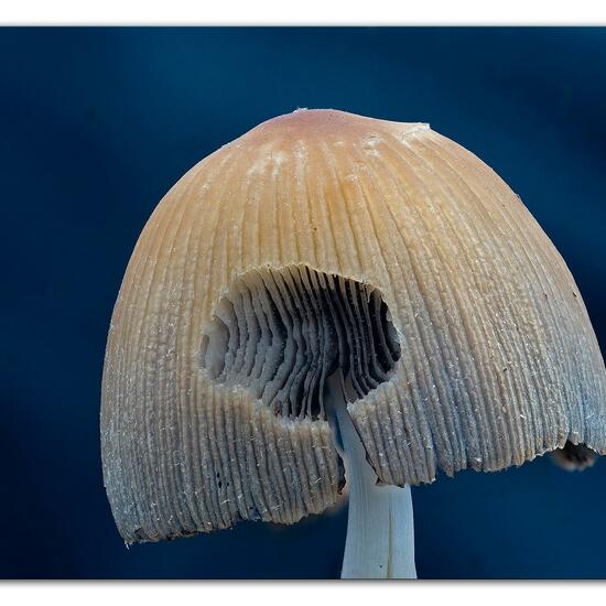 Gemeiner Glimmertintling: Pilz im Habitat Wald in der NatureSpots App