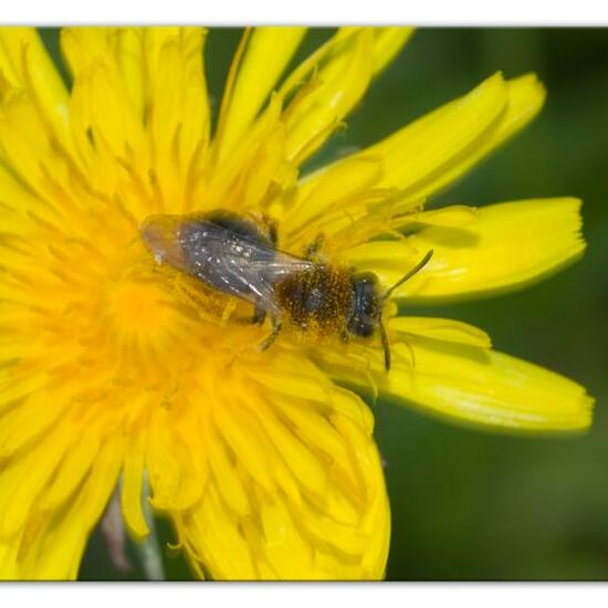 Rotschopfige Sandbiene: Tier im Habitat Landwirtschaftliche Wiese in der NatureSpots App