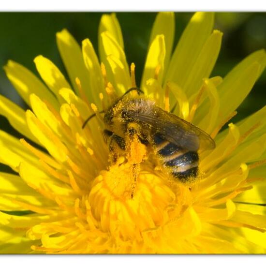 Gemeine Sandbiene: Tier im Habitat Landwirtschaftliche Wiese in der NatureSpots App