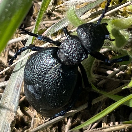 Violetter Ölkäfer: Tier im Habitat Ackerrandstreifen in der NatureSpots App