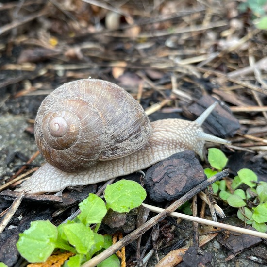 Weinbergschnecke: Tier im Habitat Garten in der NatureSpots App