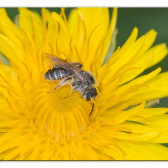 Andrena ventralis: Tier im Habitat Landwirtschaftliche Wiese in der NatureSpots App