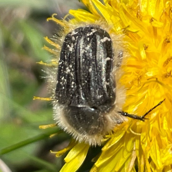 Trauer-Rosenkäfer: Tier im Habitat Ackerrandstreifen in der NatureSpots App