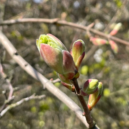 Spitzahorn: Pflanze im Habitat Ackerrandstreifen in der NatureSpots App