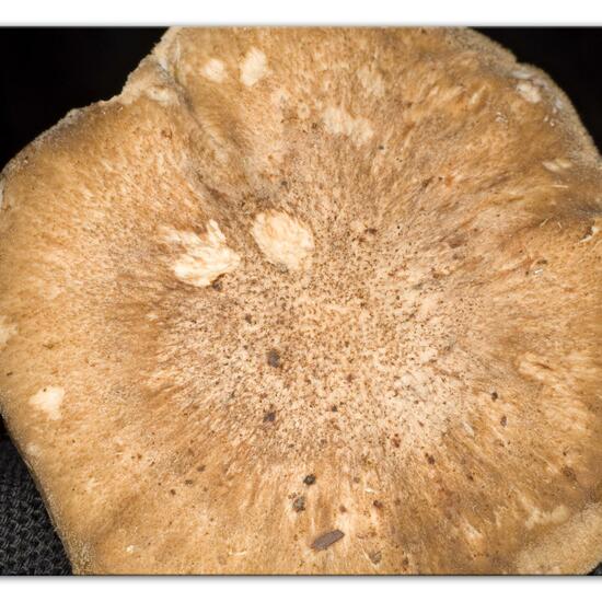 Polyporus ciliatus: Pilz im Habitat Wald in der NatureSpots App