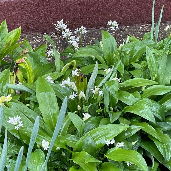 Bärlauch: Pflanze im Habitat Garten in der NatureSpots App