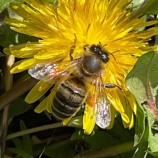 Westliche Honigbiene: Tier im Habitat Ackerrandstreifen in der NatureSpots App