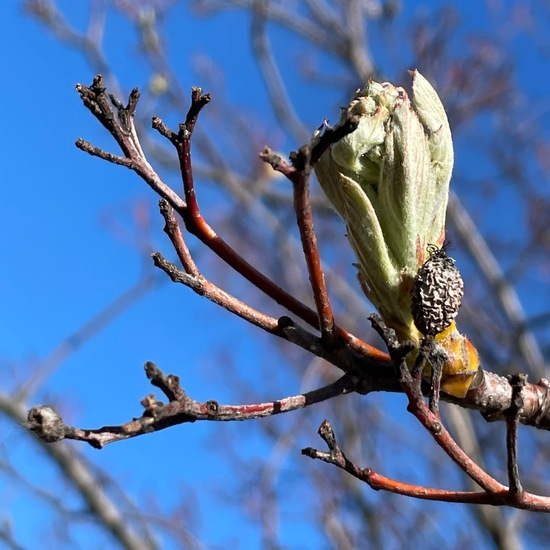 Schwedische Mehlbeere: Pflanze im Habitat Anderes Stadthabitat in der NatureSpots App