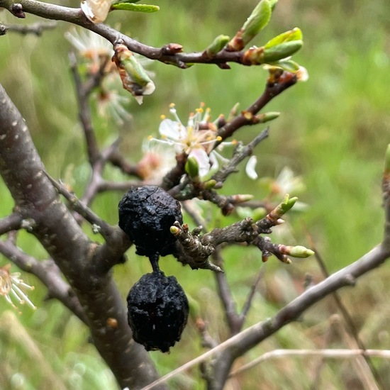 Schlehdorn: Pflanze im Habitat Grasland und Büsche in der NatureSpots App